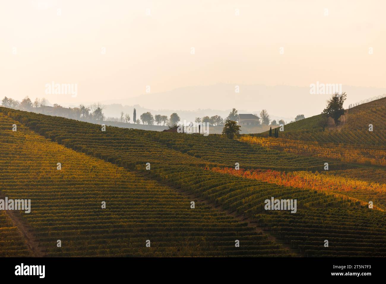 Vigneti collinari a Barbaresco, Piemonte in autunno Foto Stock