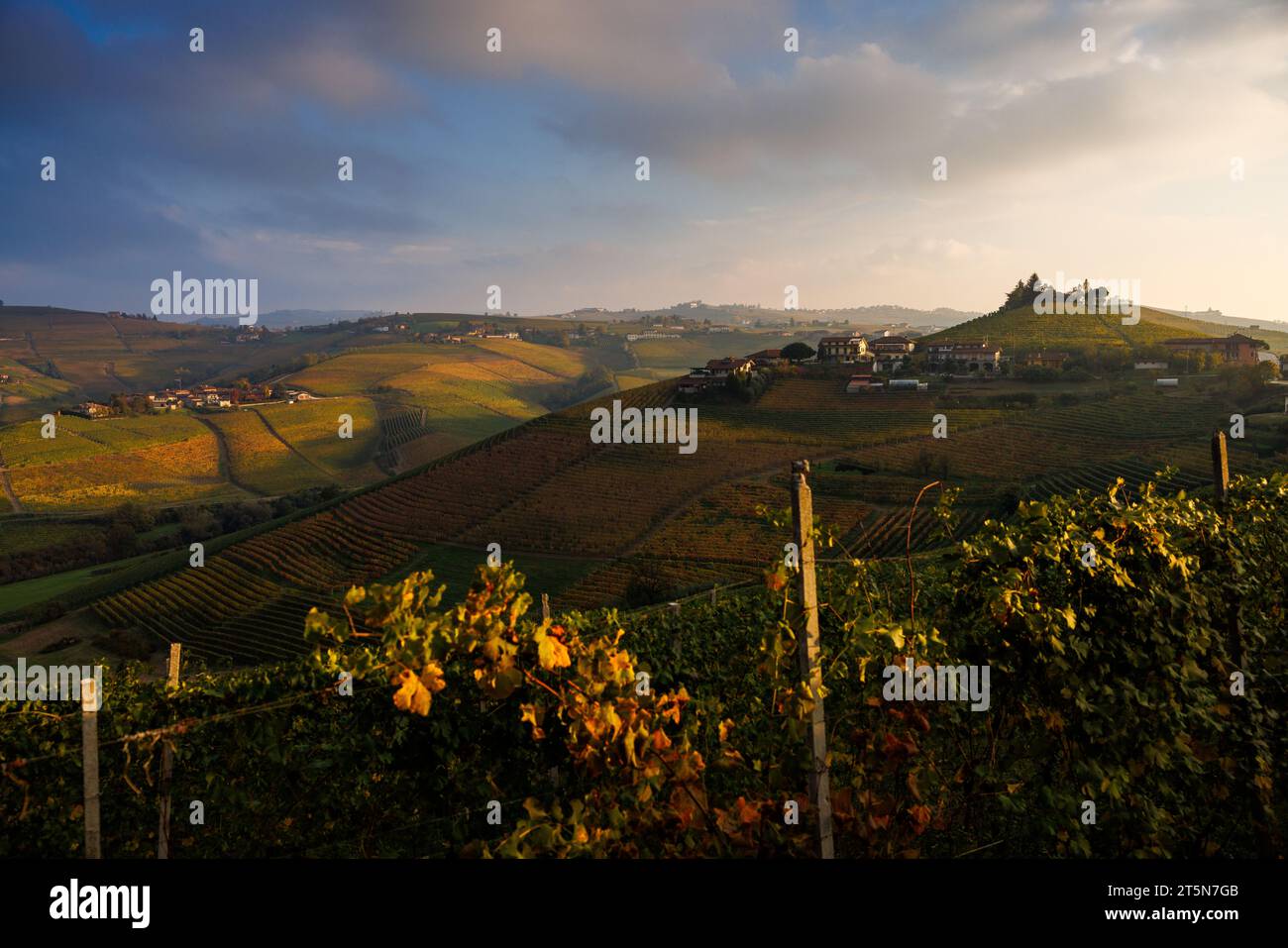 Vigneti nei pressi di Barbaresco, Piemonte in autunno Foto Stock