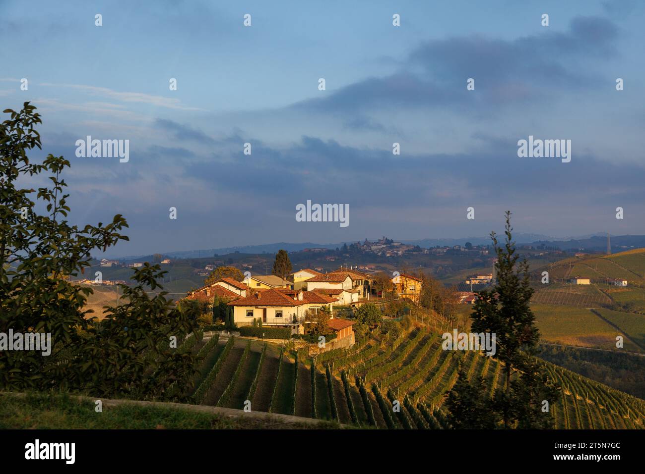 Vigneti nei pressi di Neive, Piemonte, in autunno Foto Stock