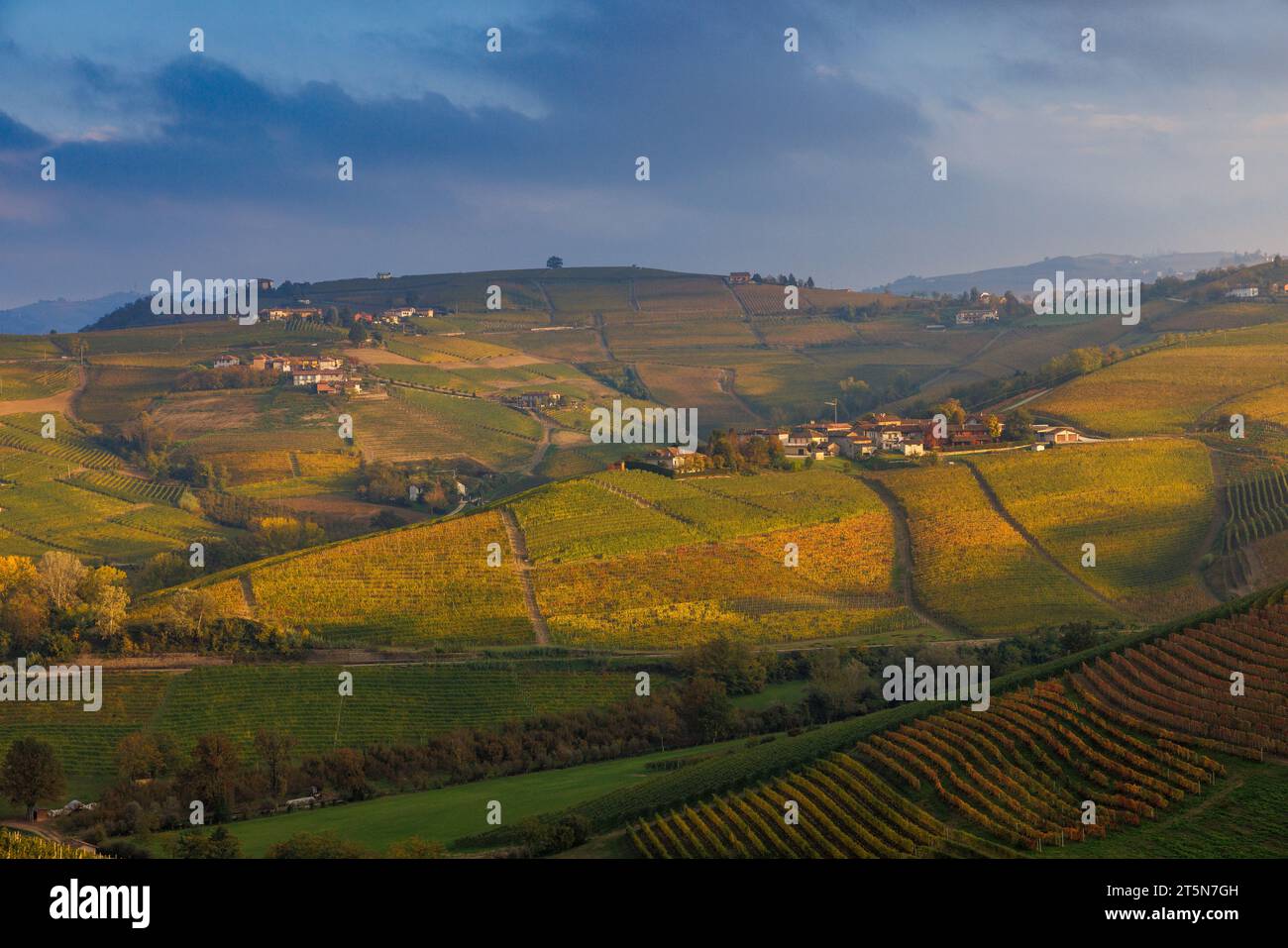 Vigneti nei pressi di Barbaresco, Piemonte in autunno Foto Stock