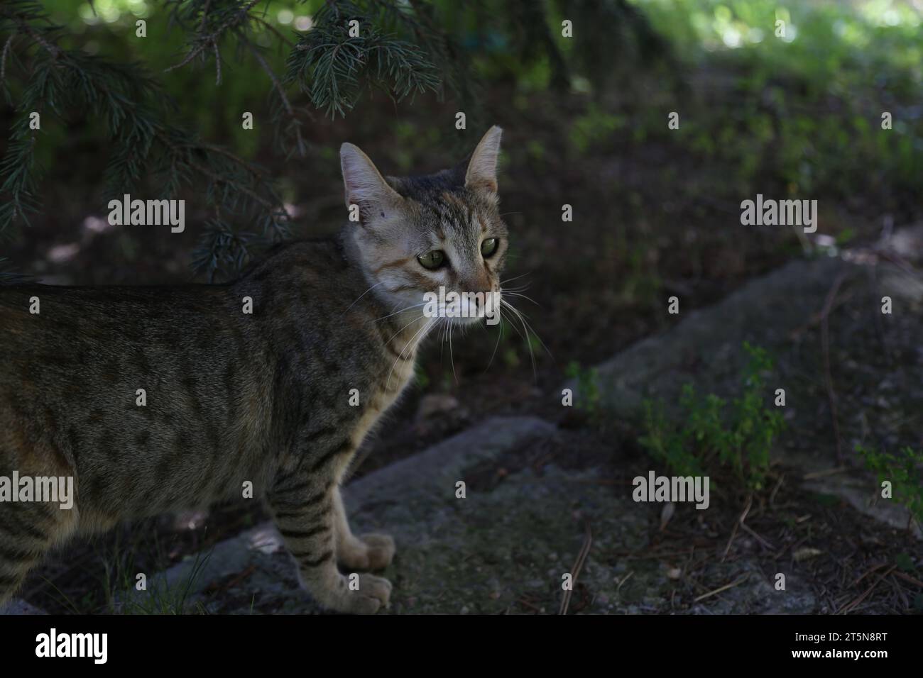 Un gatto grigio con occhi interessanti e strani guarda lontano. Strabismo in natura negli animali, varie malattie e deviazioni di salute e condizioni Foto Stock