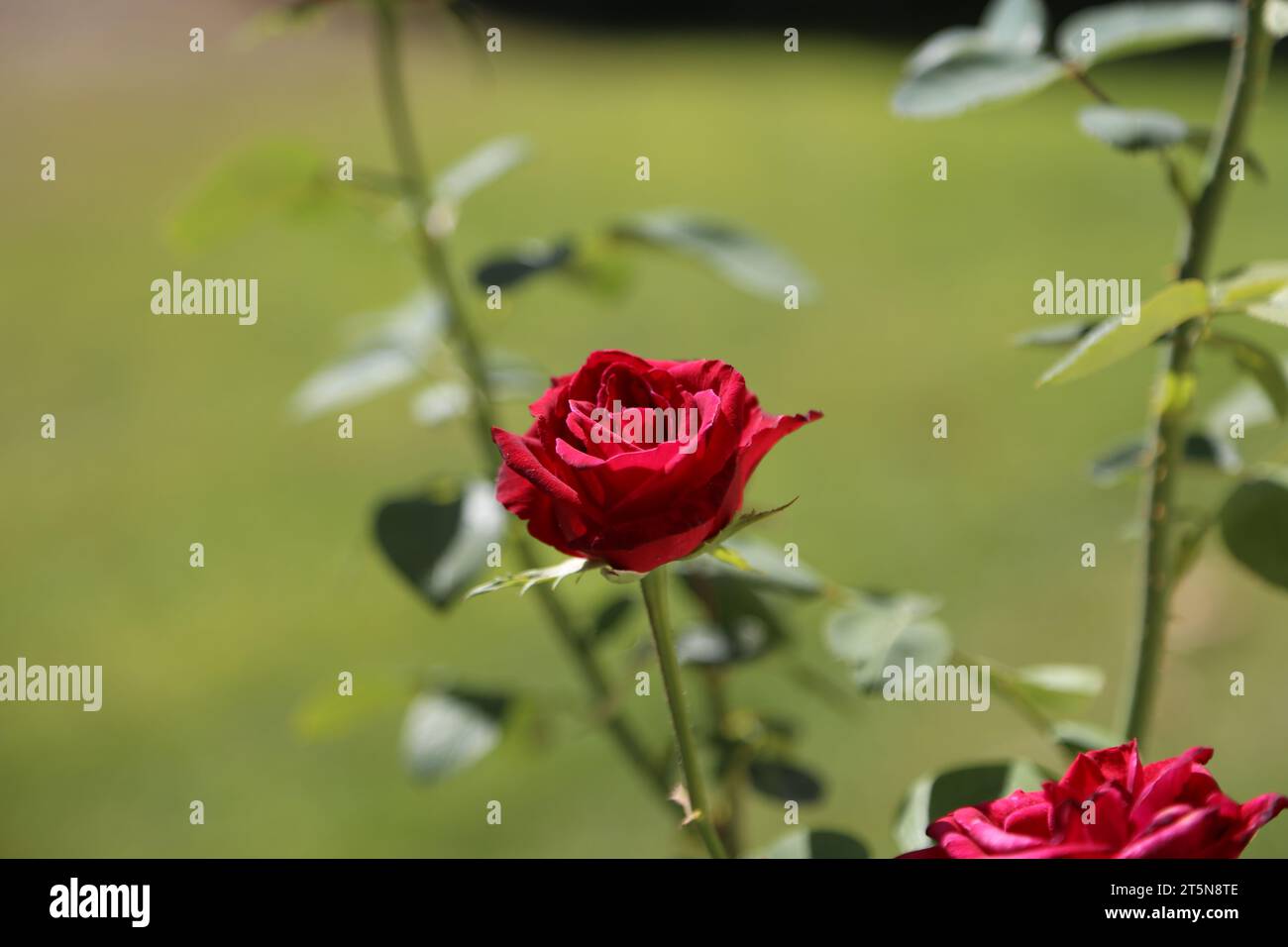 Fiore di rosa rosso scuro che fiorisce sullo sfondo di altri rami e sfondo verde sfocato. Concetto di colori brillanti della natura Foto Stock