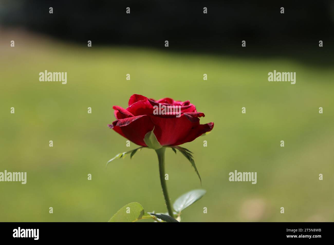 Fiore di rosa rosso scuro su sfondo verde sfocato, vista laterale a livello degli occhi, composizione centrale. Un simbolo di una relazione d'amore, che indica segni Foto Stock