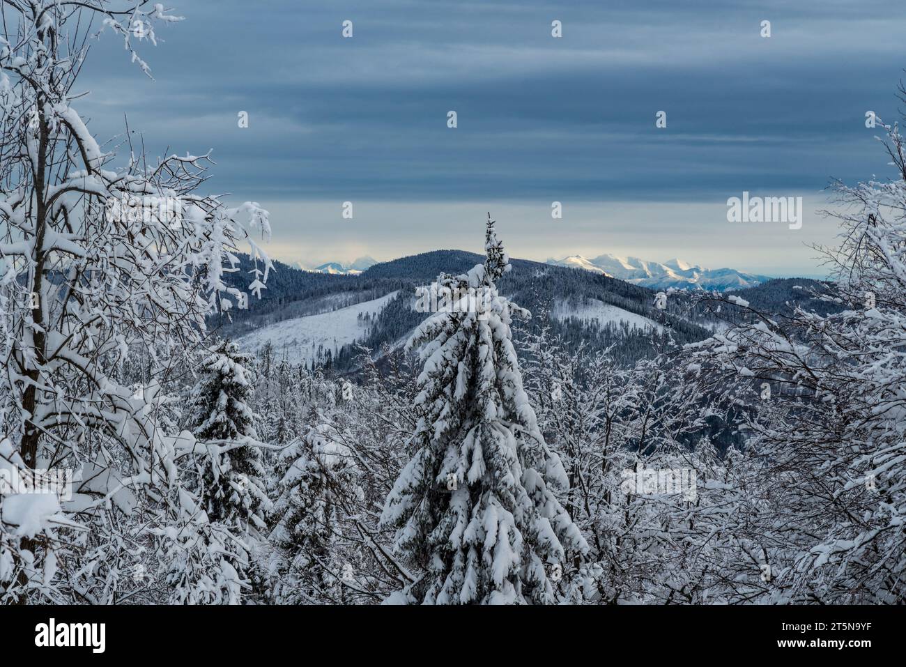 Vista delle montagne Tatra dalla collina di Kykula in inverno, le montagne di Kysucke Beskydy sui confini slovacchi - polacchi Foto Stock