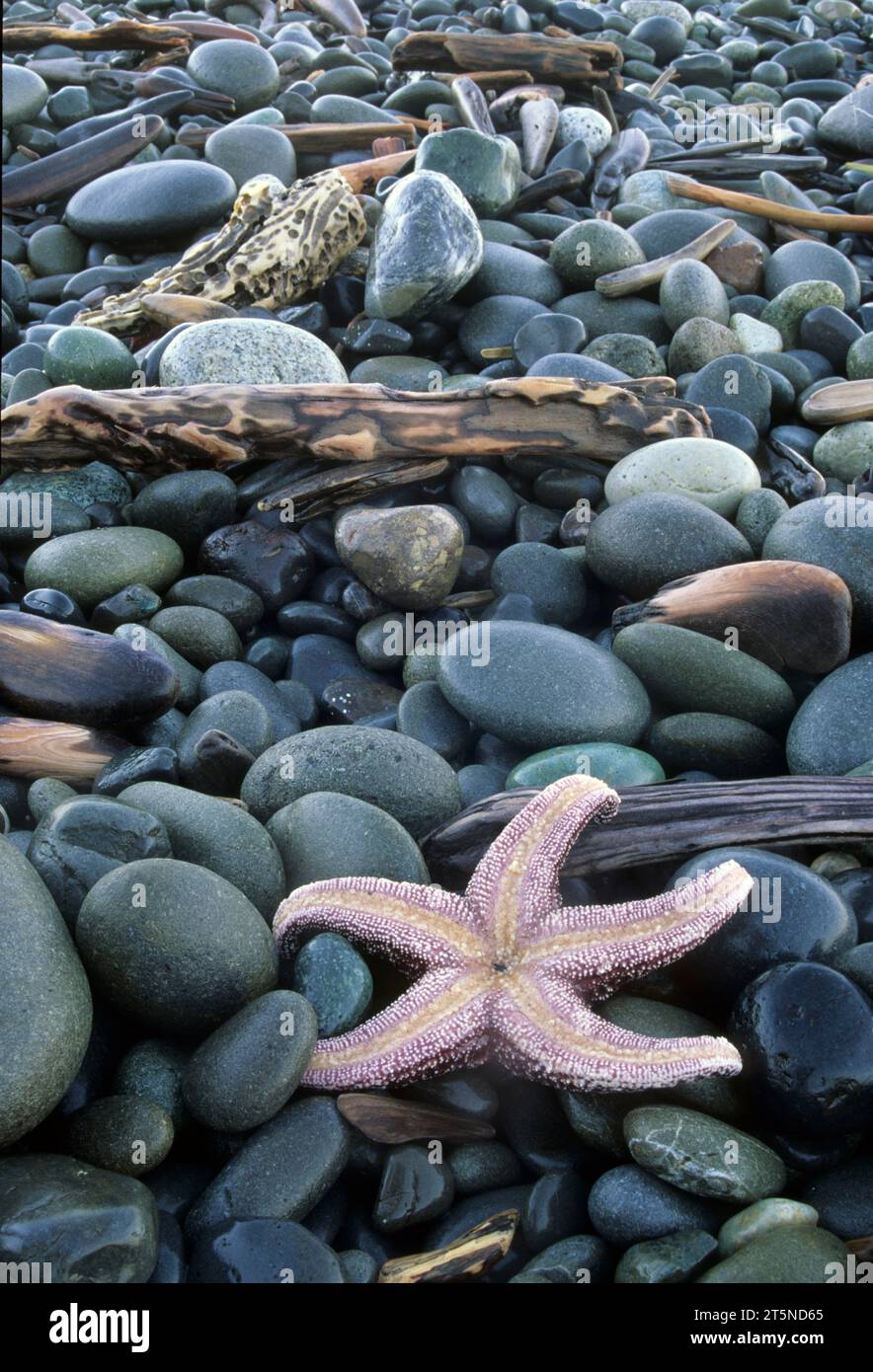 Stelle marine su ciottoli a Rialto Beach, Olympic National Park, Washington Foto Stock