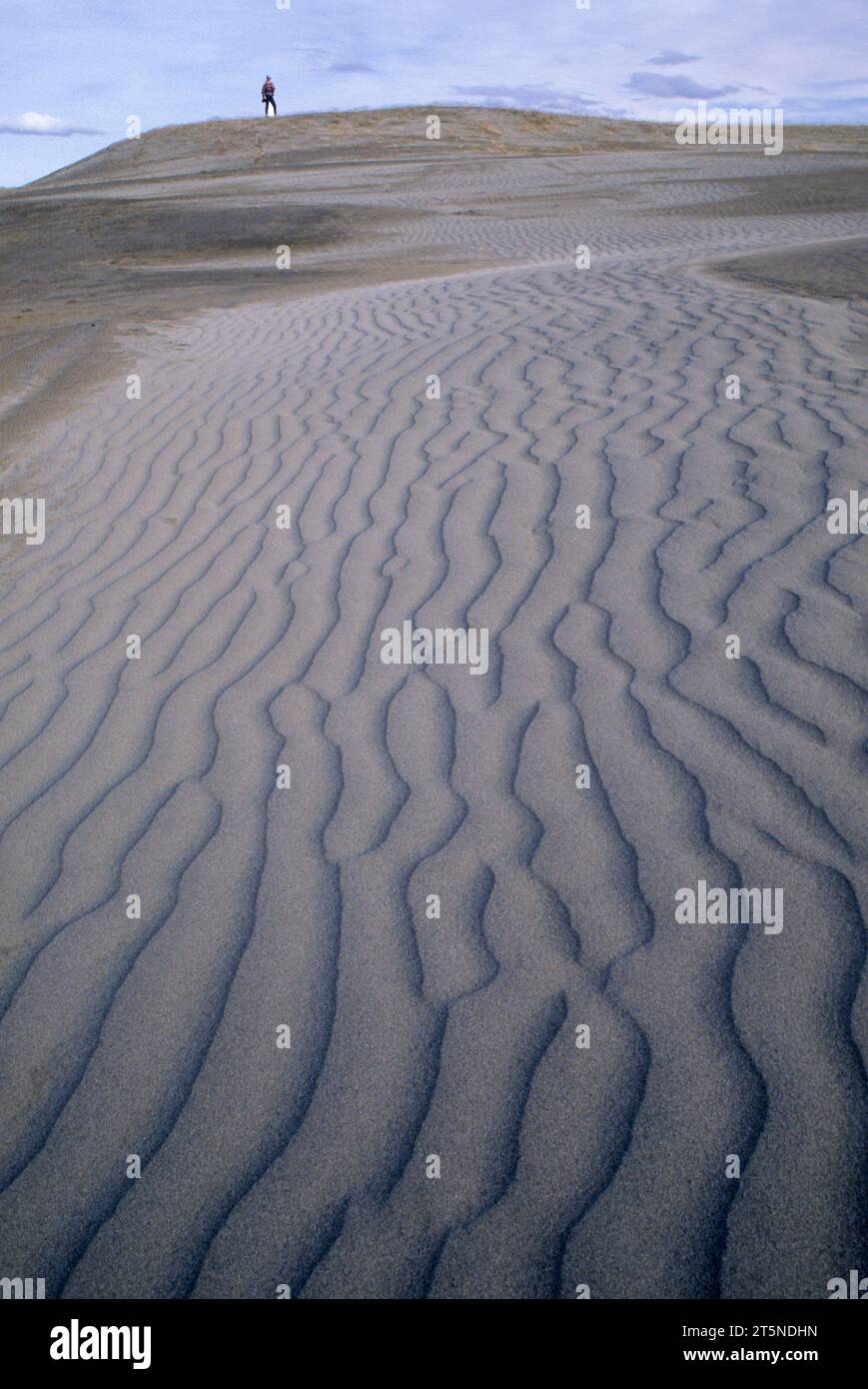 Dune, Ginepro Dune deserto, Washington Foto Stock