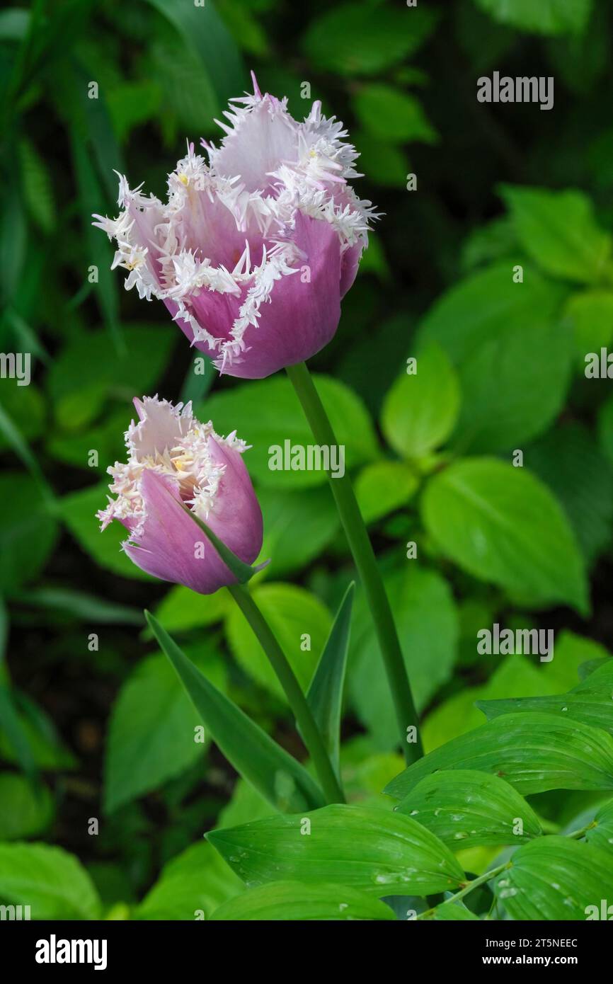 Tulipa Cummins - Viola-viola con un bordo con frange inciso bianco Foto Stock