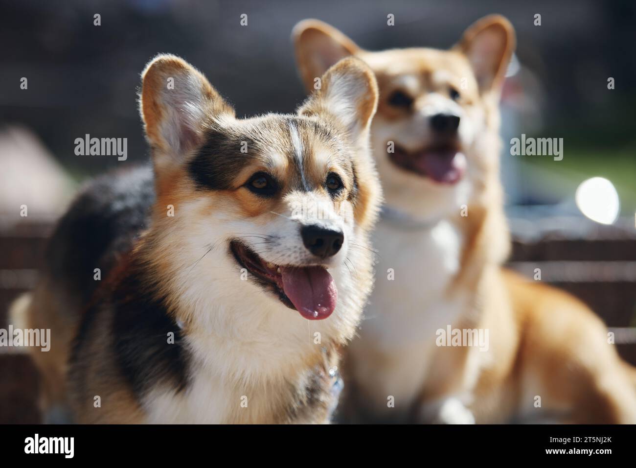Ritratto di due carini corgi all'aperto. Un paio di adorabili corgi a piedi Foto Stock