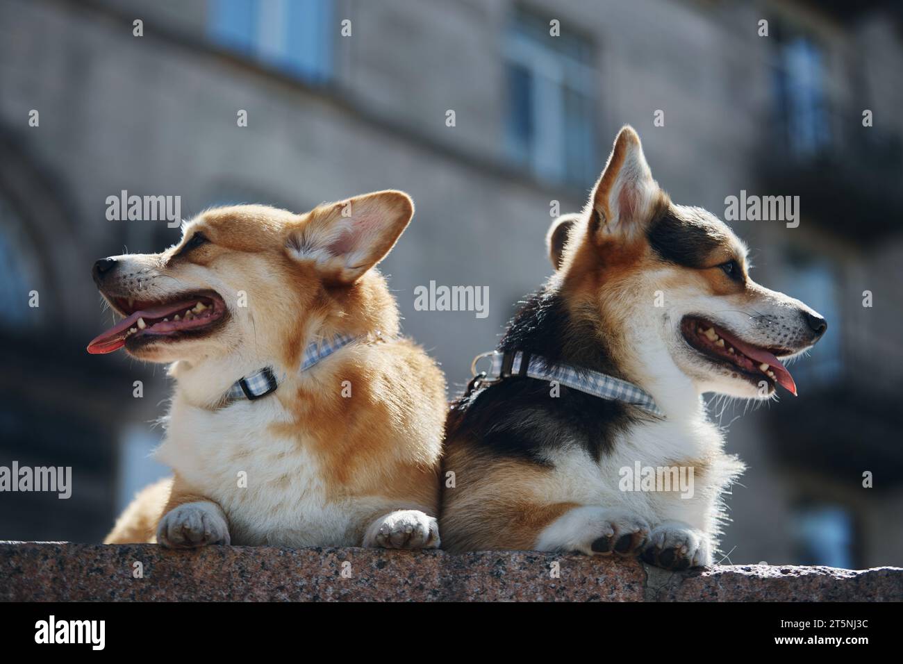 Due cani corgi gallesi Pembroke di razza pura riposano al sole all'aperto Foto Stock
