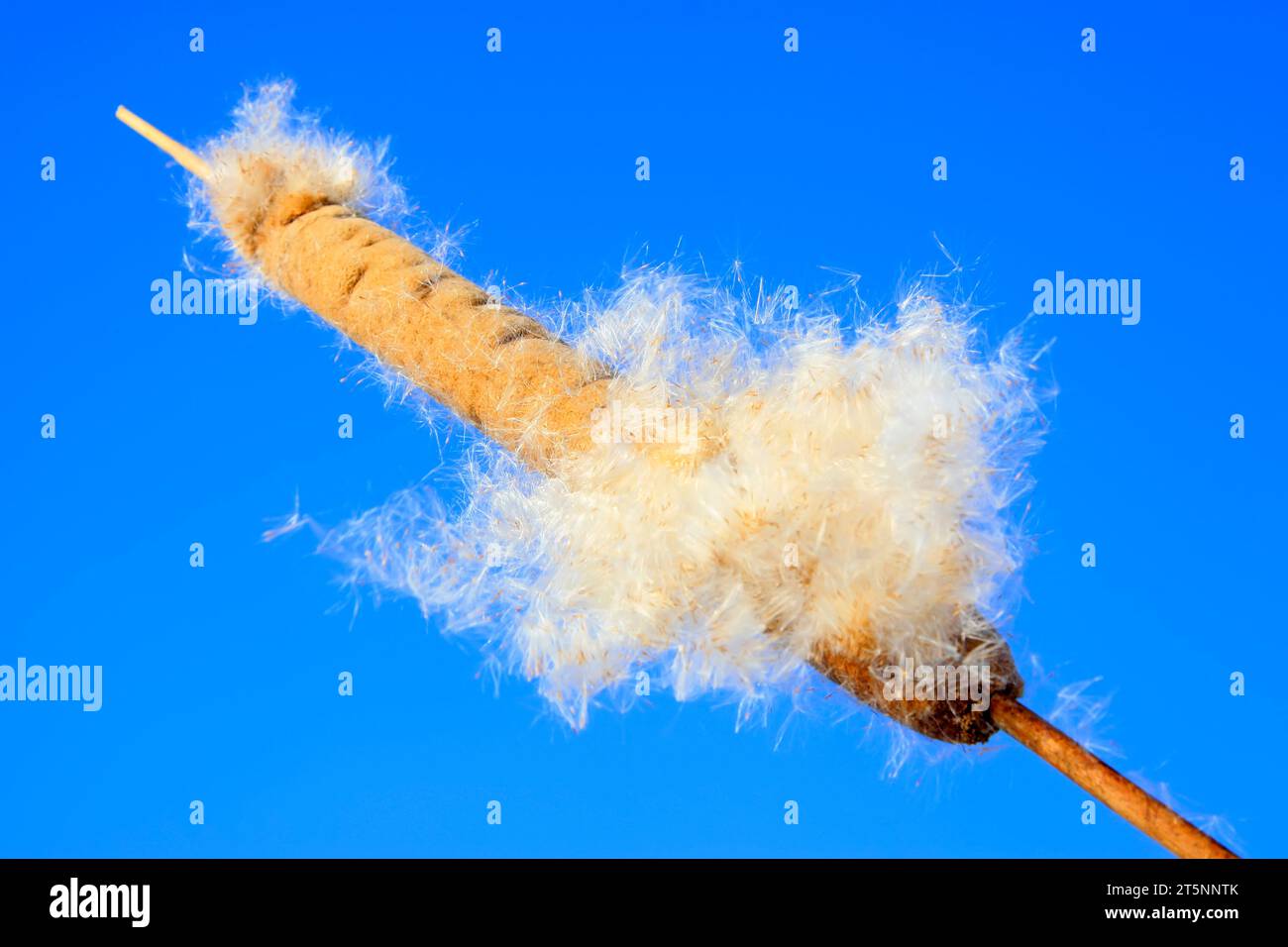 Lancia i semi nel cielo blu, primo piano della foto Foto Stock