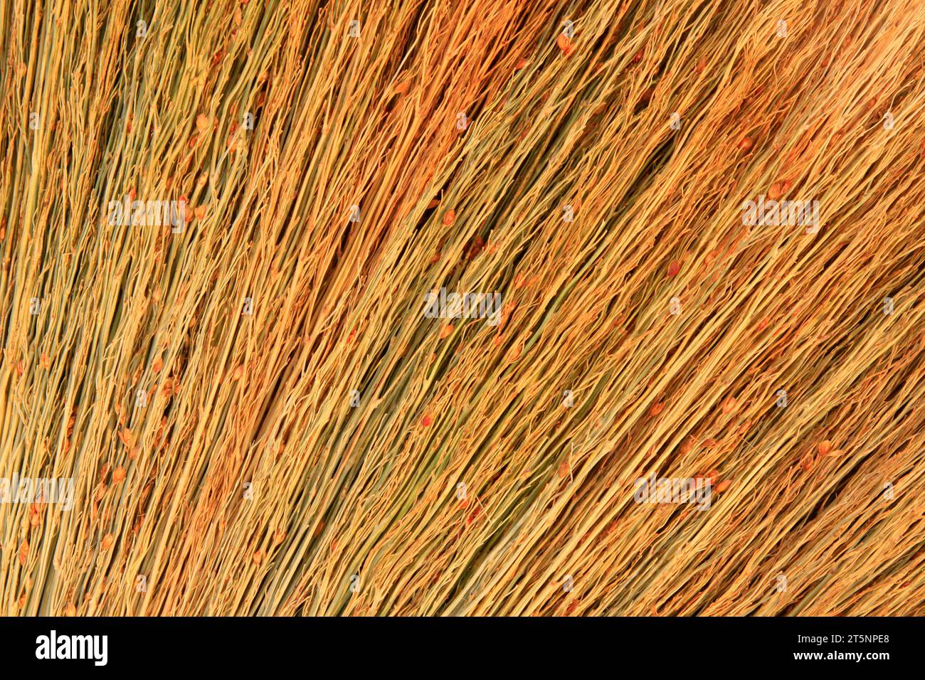 frullare la scopa, primo piano della foto Foto Stock