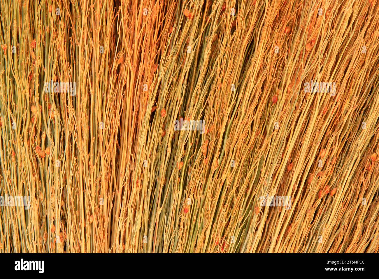 frullare la scopa, primo piano della foto Foto Stock