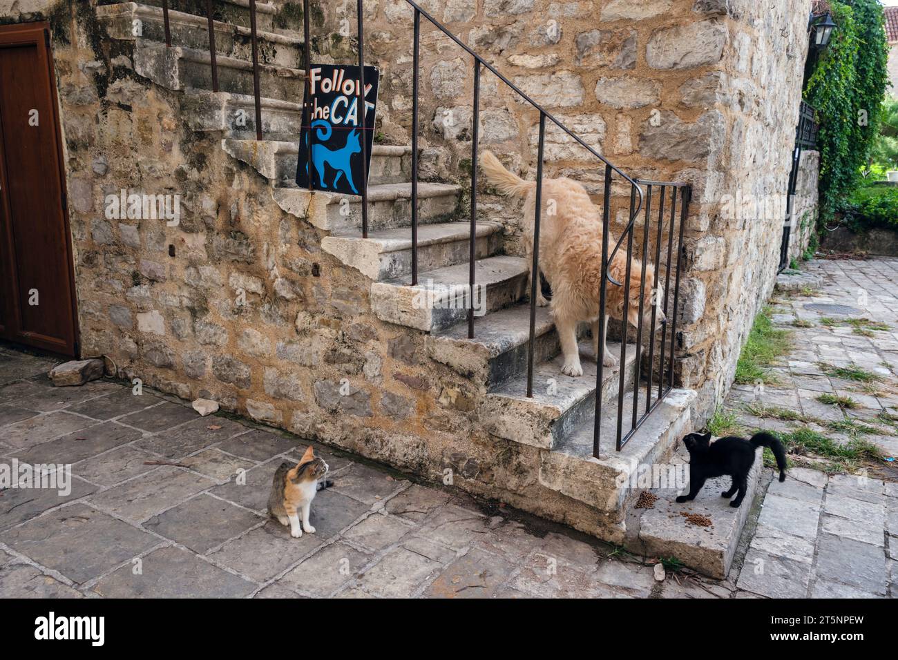 Un gatto che solleva i suoi problemi contro un cane, Budva Old Town, Montenegro Foto Stock