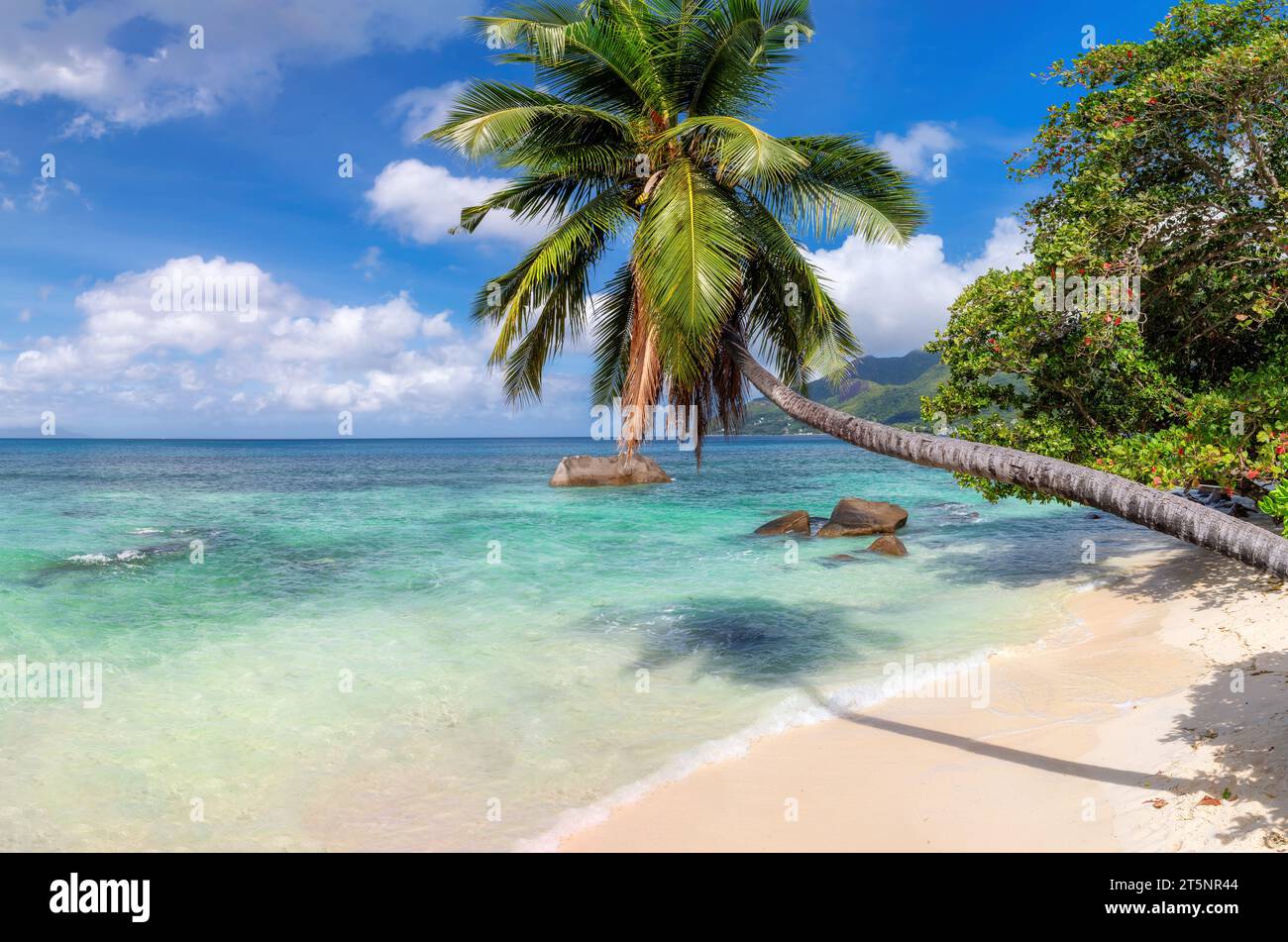 Bellissima spiaggia con palme e mare turchese nell'isola delle Seychelles Foto Stock