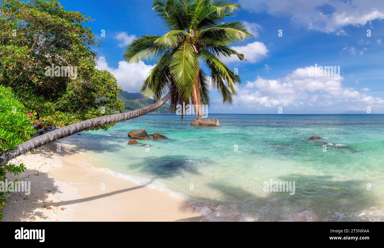 Spiaggia Tropicall con palme e mare turchese nell'isola delle Seychelles Foto Stock