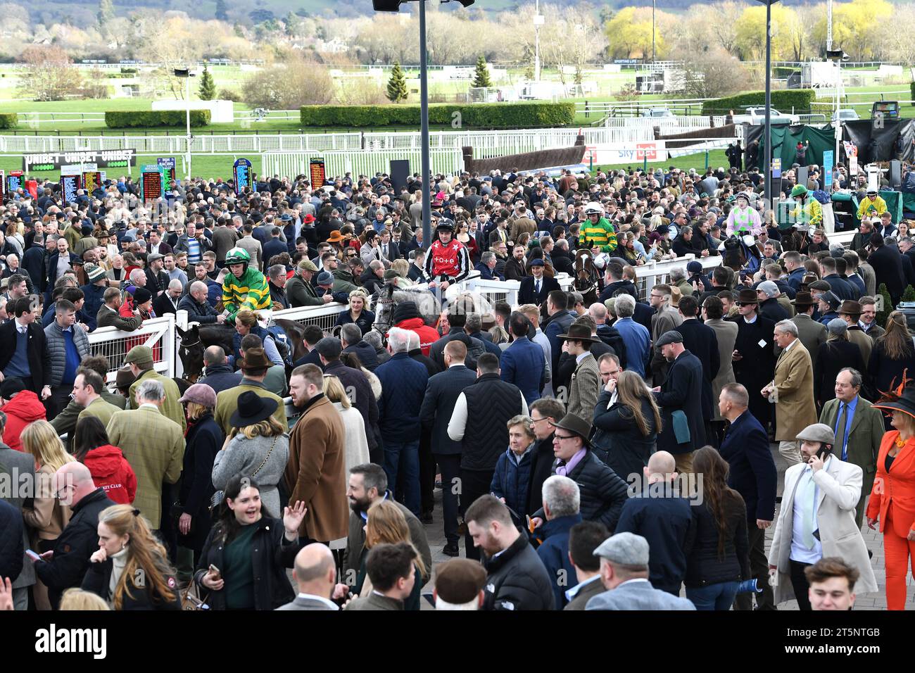 Cheltenham Fest. Campione Gruppo di visitatori dell'Hurdle Day Foto Stock