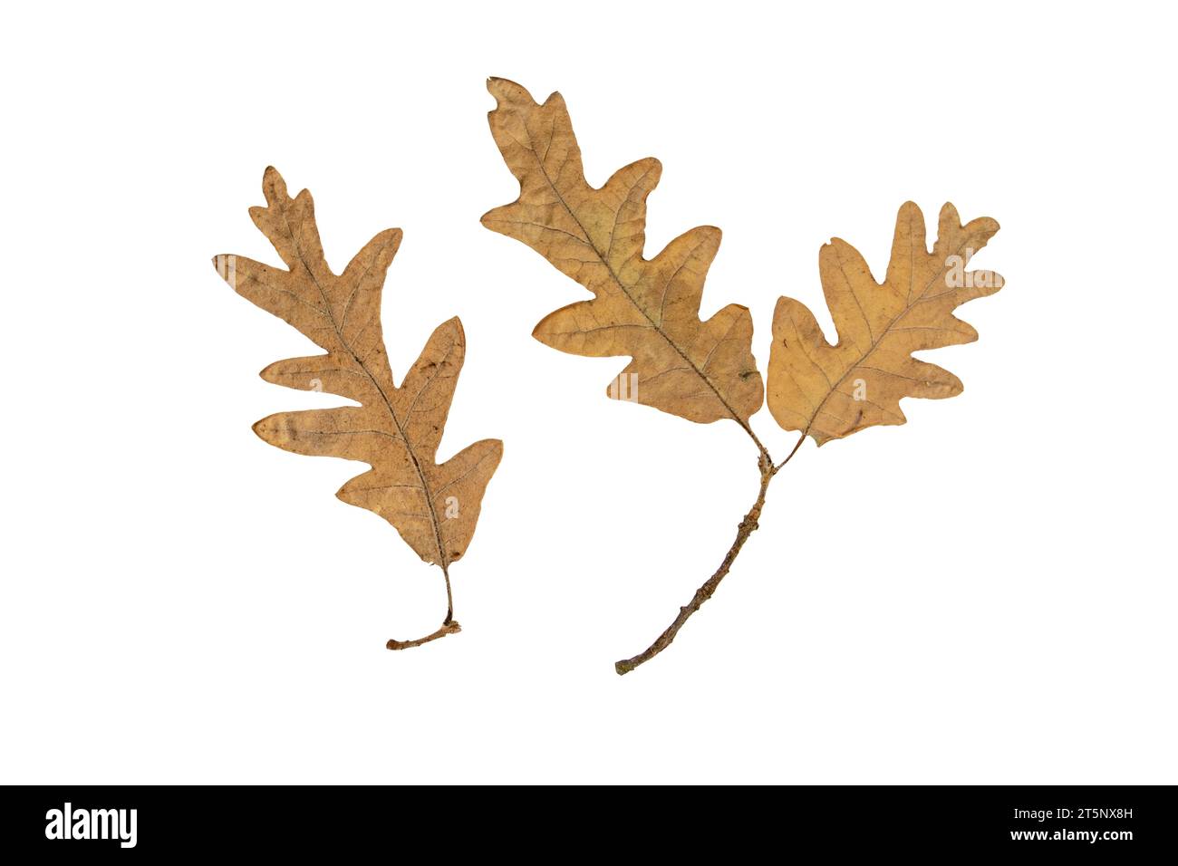 Quercia foglie e ramoscelli marroni secchi in autunno isolati su fondo bianco. Superficie assiale o lato inferiore del fogliame autunnale. Foto Stock