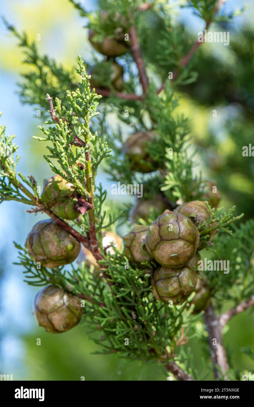 cupressus gigantea cipresso baccelli di semi di cipresso su un cipresso Foto Stock