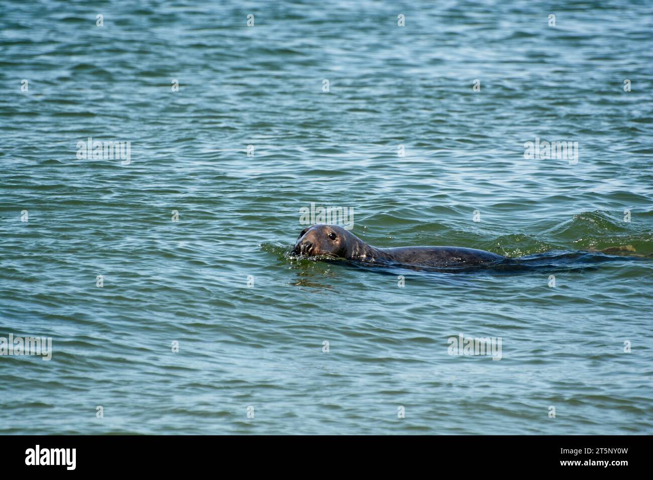 Foca grigia che nuota nell'Oceano Atlantico lungo la costa nazionale di Cape Cod Foto Stock