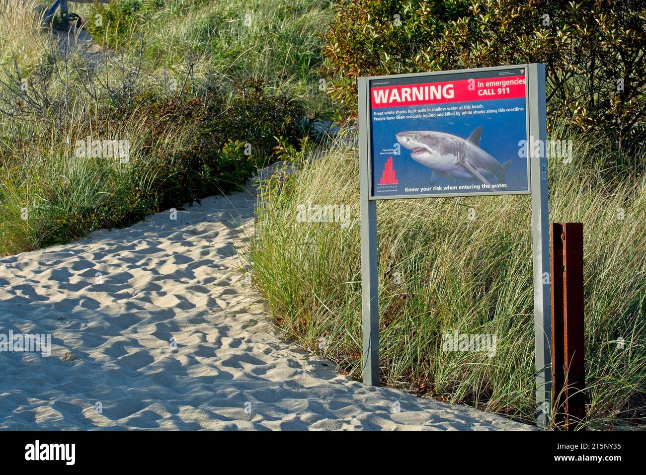 Cartello di avvertimento per gli squali apposto sulla spiaggia di Cape Code National Seashore - ottobre 2023 Foto Stock