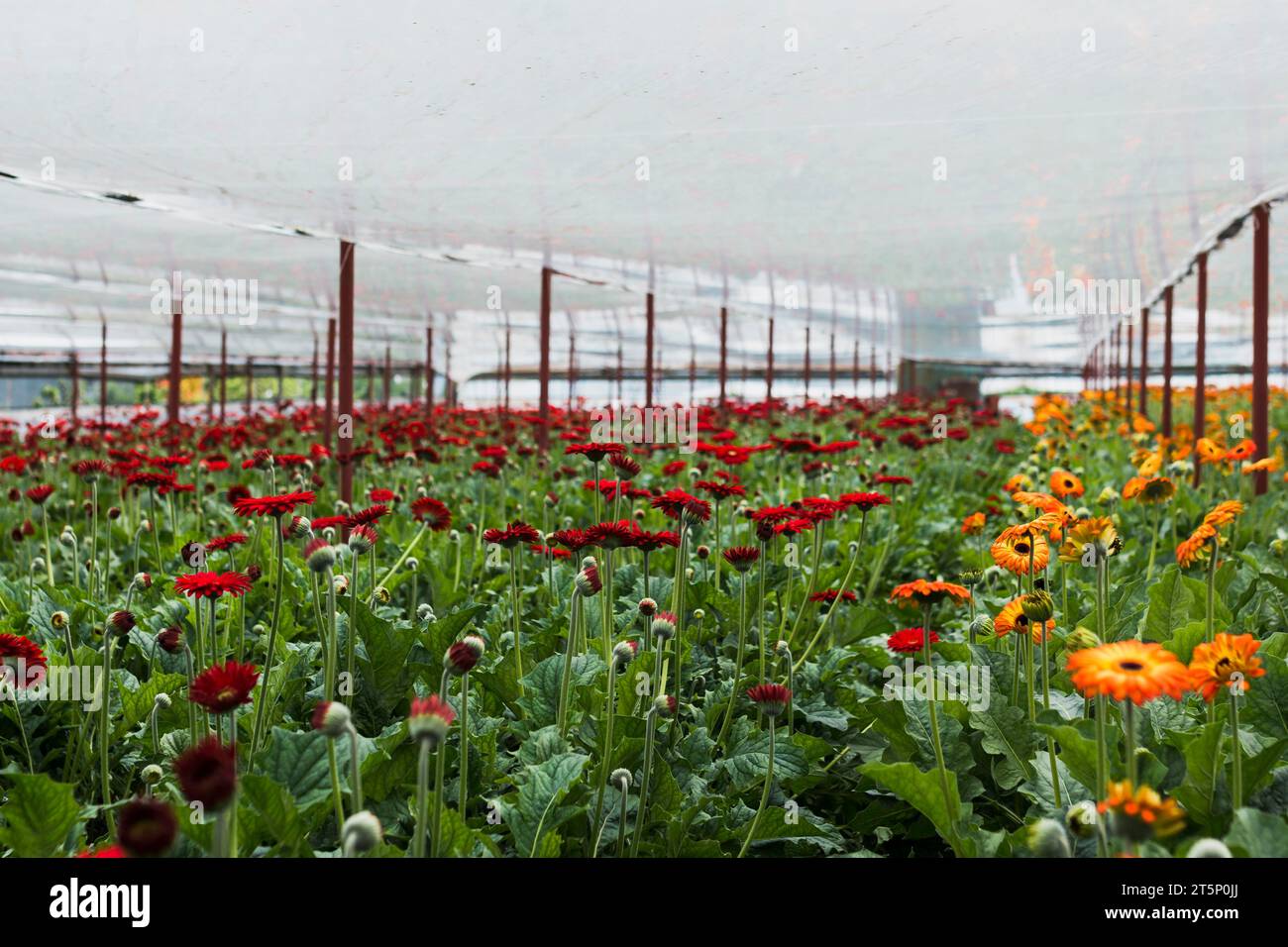 Fiori lunghi all'interno della serra Foto Stock