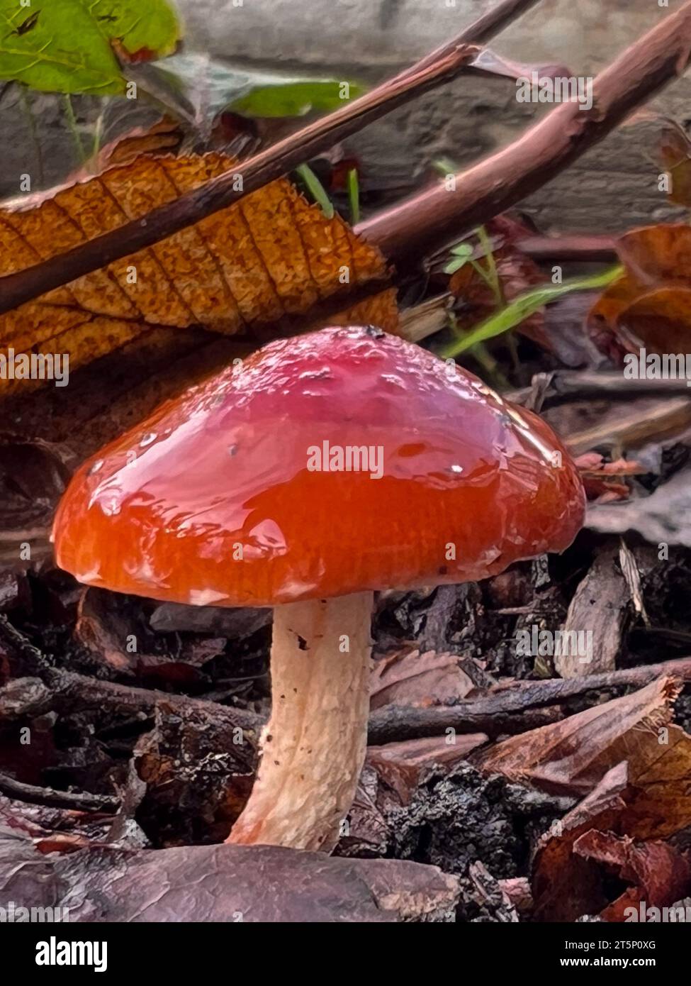 Concetti di funghi del nord-ovest del pacifico selvaggio. Foto Stock