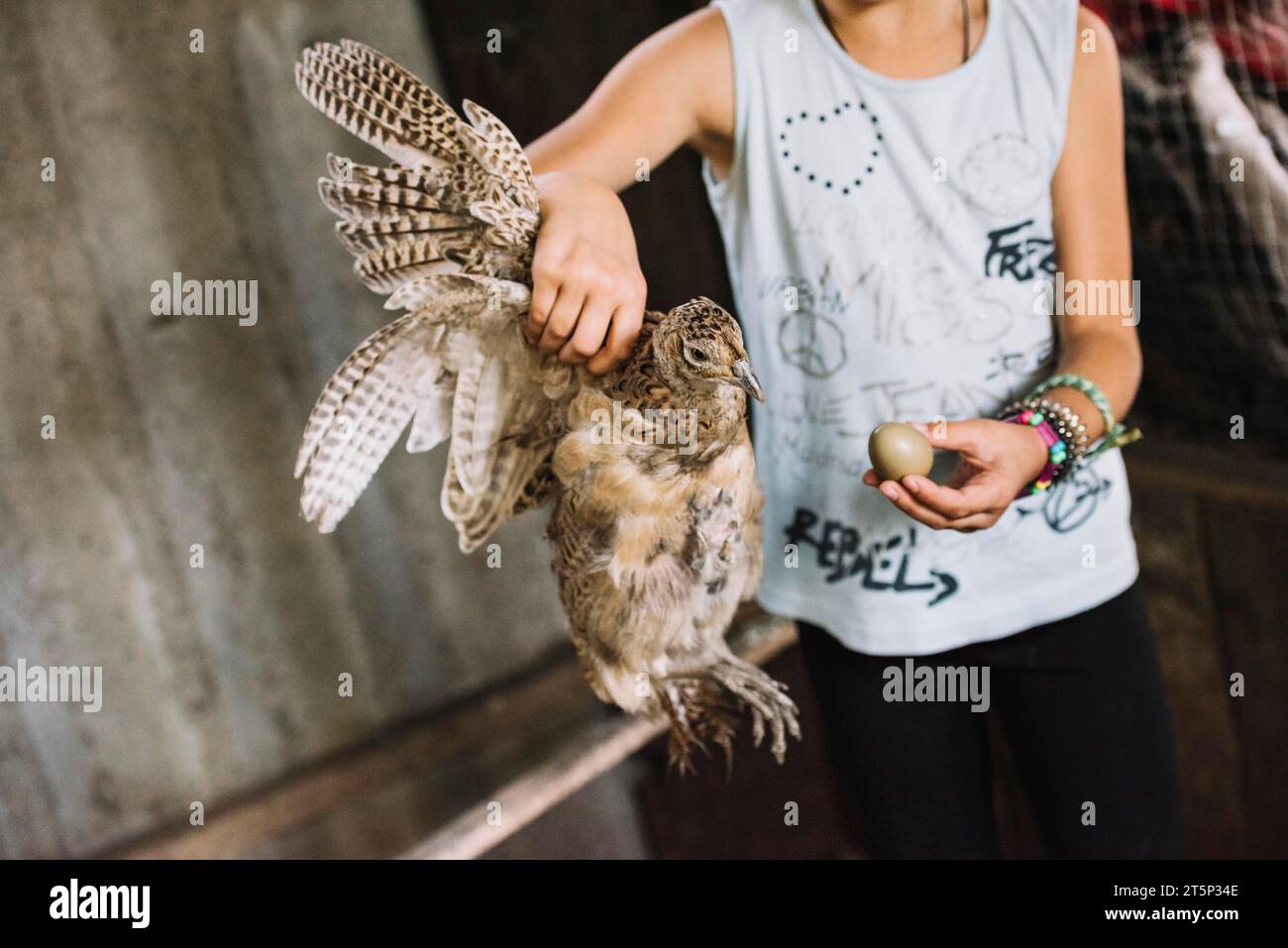 Bambino che tiene la mano di uovo di fagiano comune Foto Stock