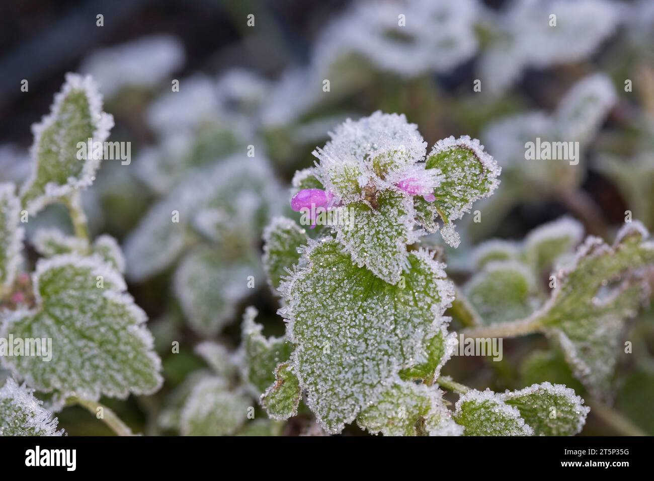 Rote Taubnessel, Taubnessel Purpurrote, Lamium purpureum, ortica rossa, ortica viola, ortica morta rossa, ortica morta viola, ortica morta rossa, pur Foto Stock