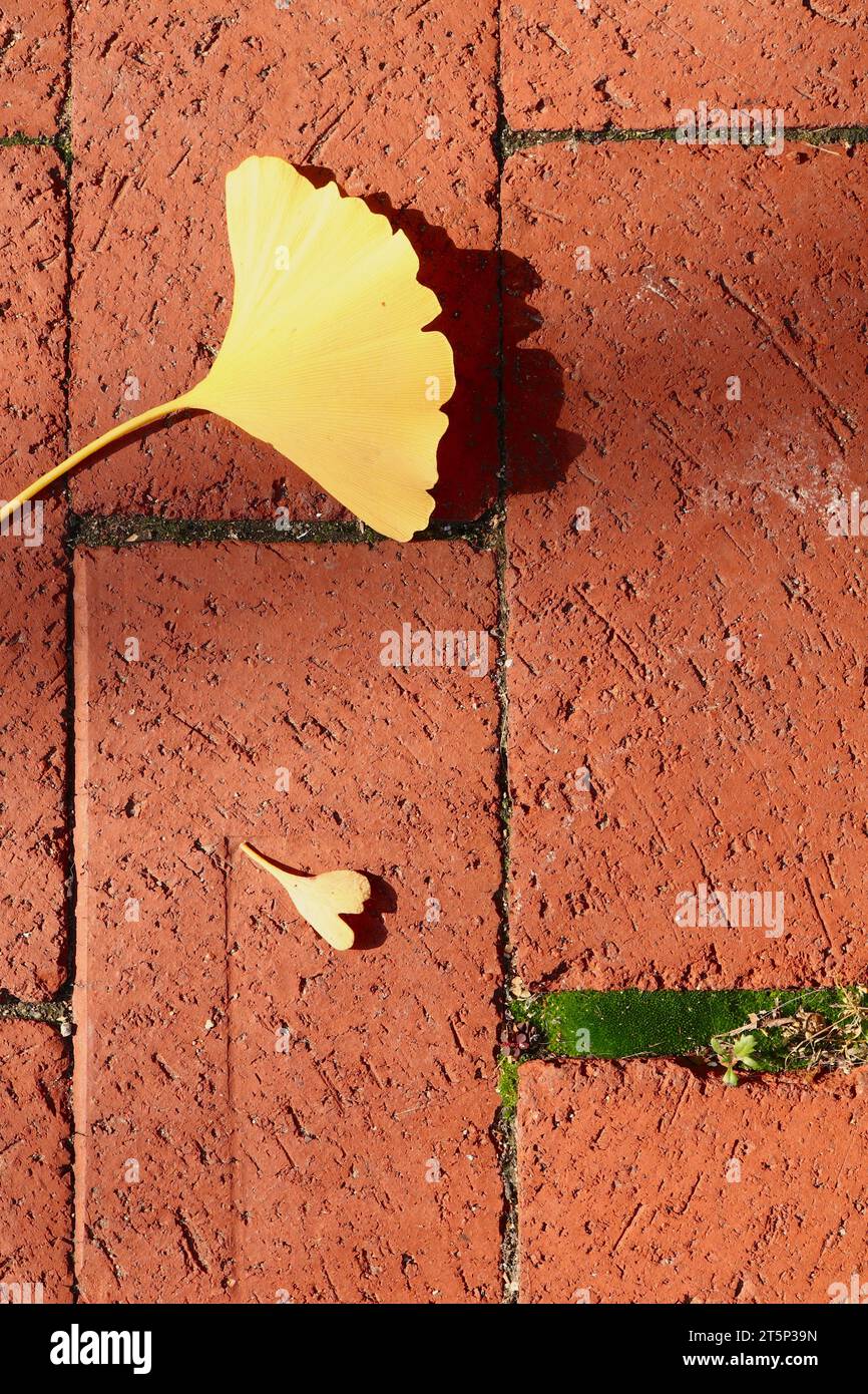 Da vicino la natura del marciapiede con foglie gialle di ginkgo e muschio verde Foto Stock