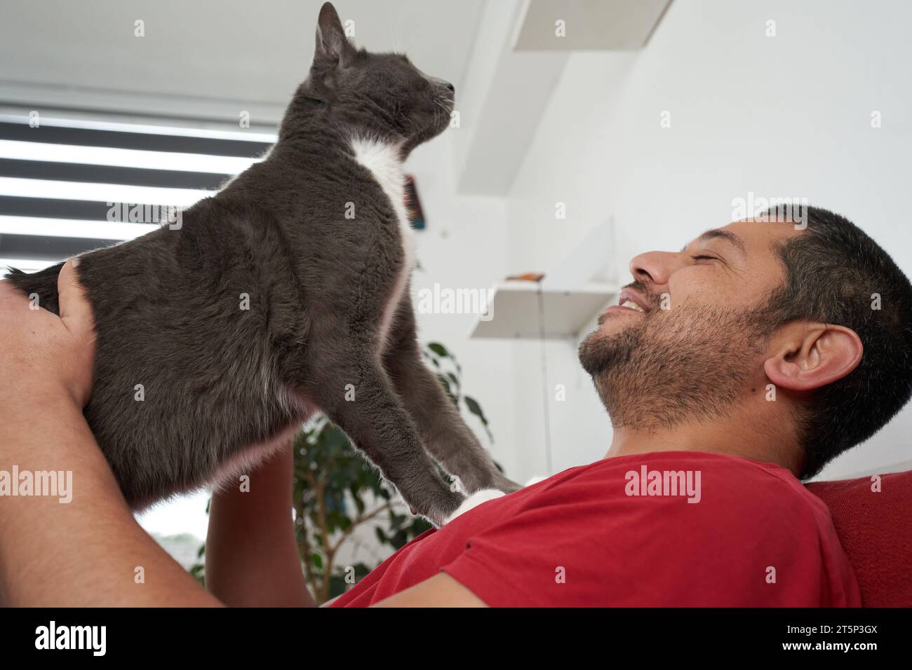 Momento casual: Unione uomo sul divano con gatto grigio Foto Stock Momento casual: Unione uomo sul divano con gatto grigio Foto Stock