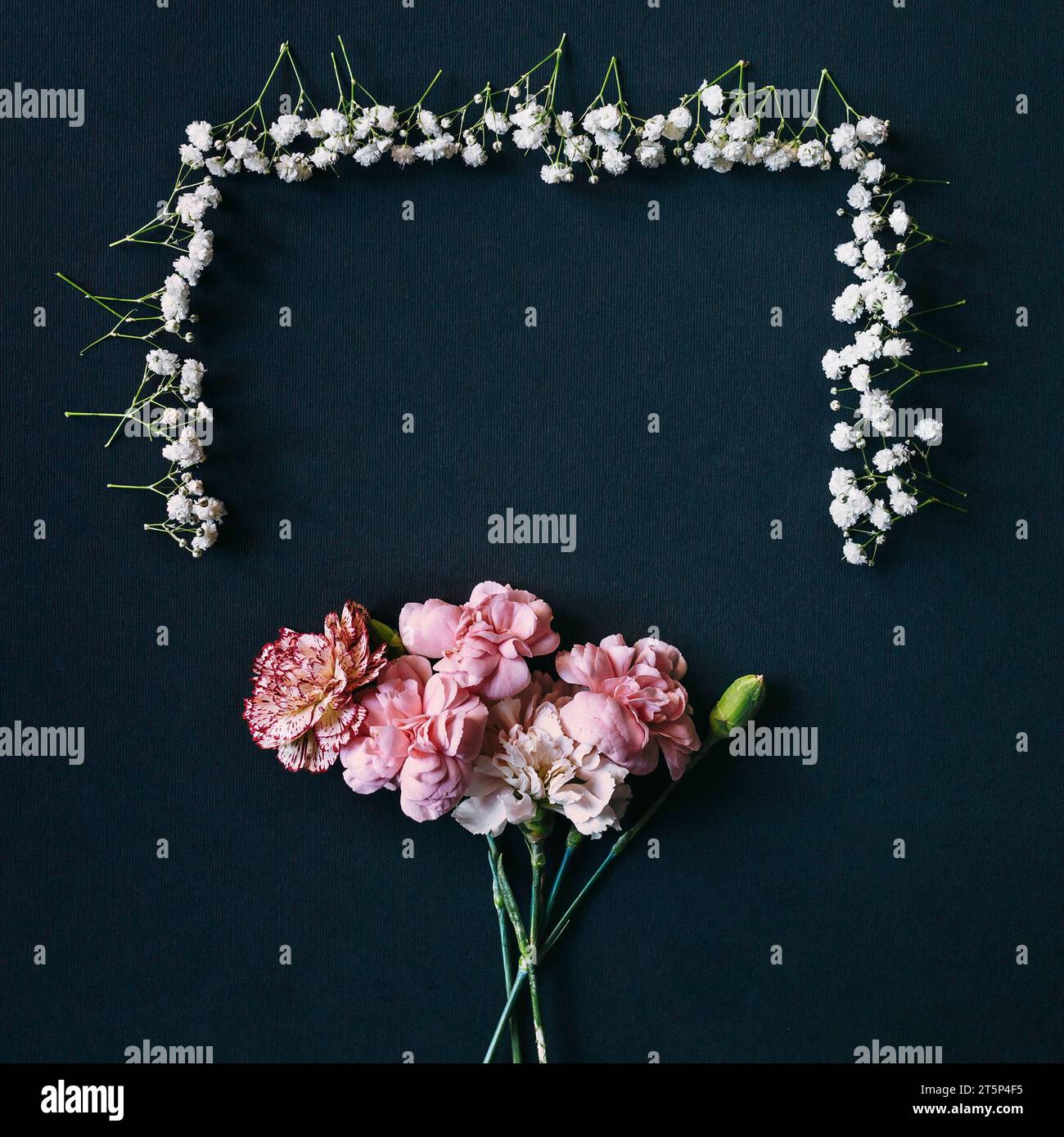 Fiori di garofano Gypsophila con gemme disposte su sfondo nero Foto Stock