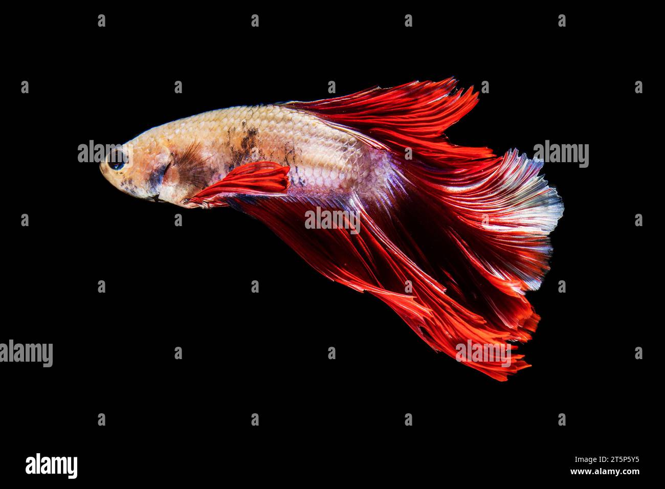 Vista laterale bellissimo pesce betta sfondo nero isolato Foto Stock