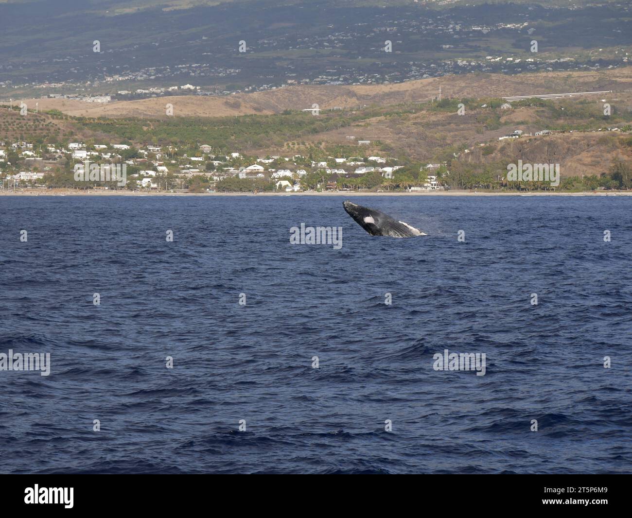 Salta balena megattere sull'isola di Reunion Foto Stock
