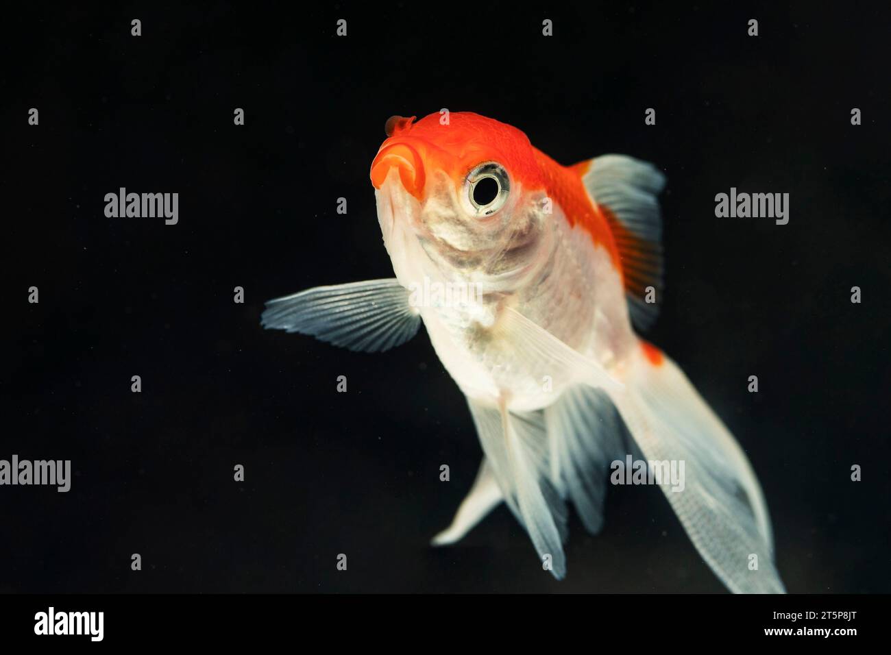 Faccia buffa, bel pesce betta, sfondo nero isolato Foto Stock
