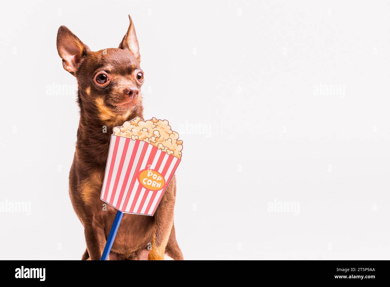 Parte anteriore dell'elica popcorn, cane giocattolo russo, sfondo bianco isolato Foto Stock