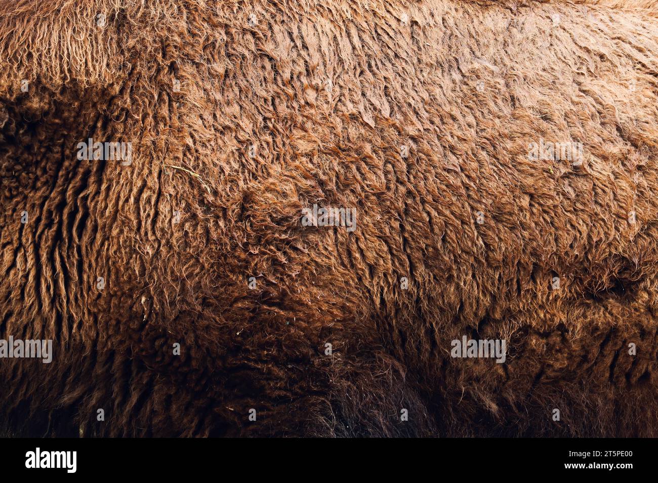 Primo piano della pelliccia di bisonte americano. Trama macro. Capelli arricciati Foto Stock Primo piano della pelliccia di bisonte americano. Trama macro. Capelli arricciati Foto Stock