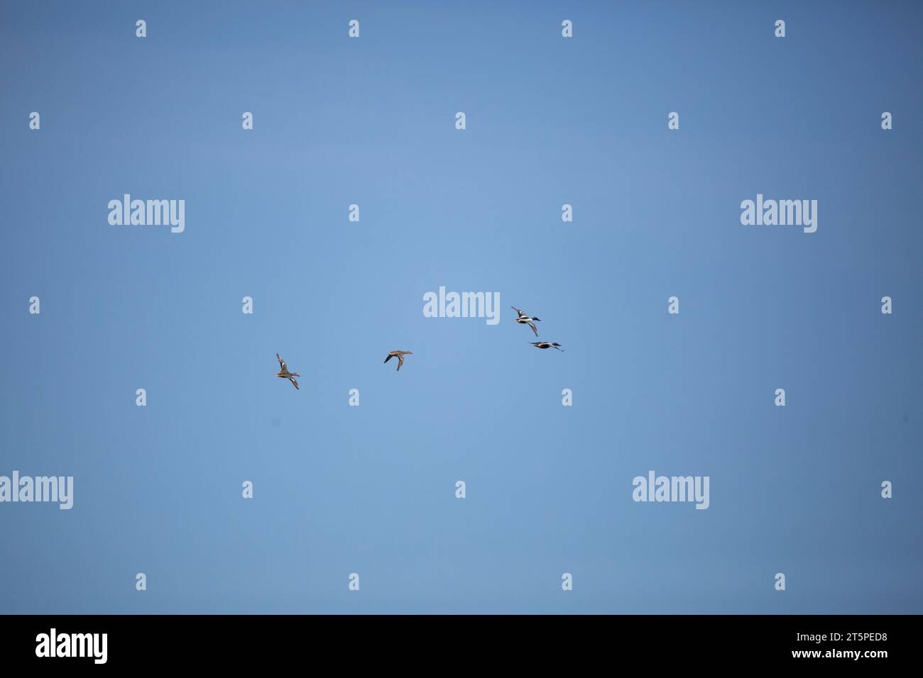 Quattro anatre dello shoveler settentrionale (Spatula clypeata) -- due femmine e due maschi -- che volano attraverso un cielo blu profondo Foto Stock