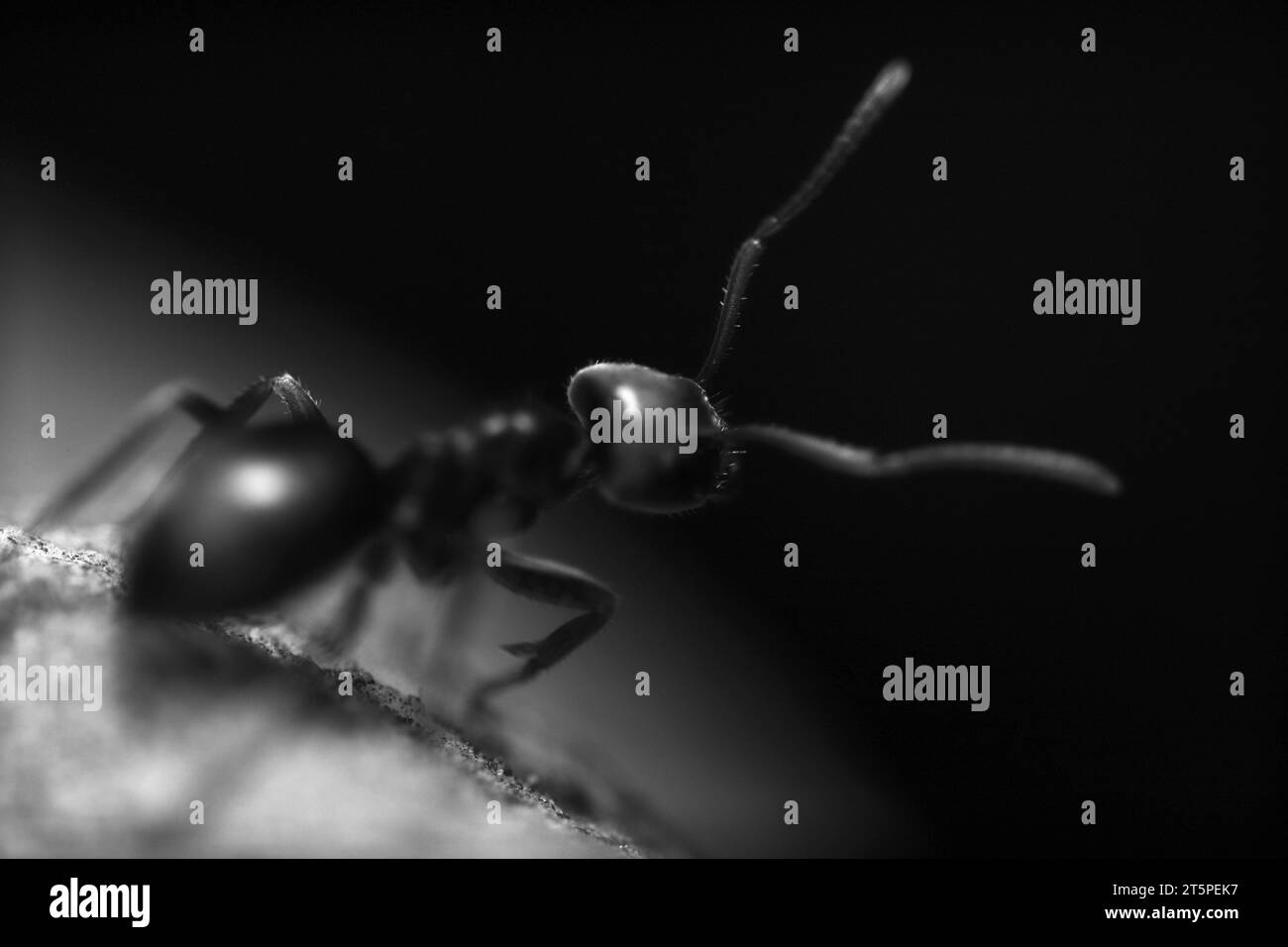 Formica rossa fuoco in bianco e nero. Vista ravvicinata. Macro Foto Stock