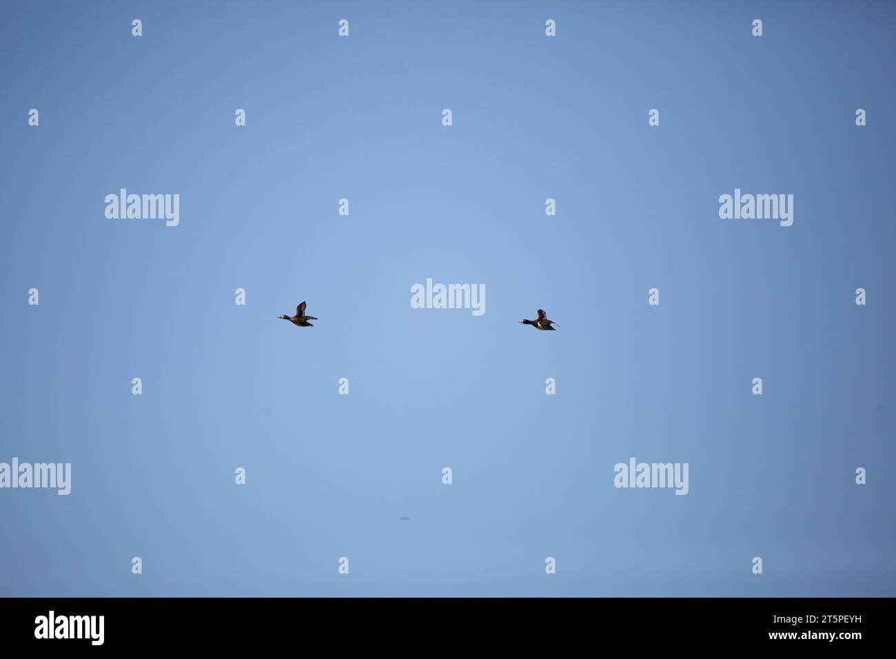 Un paio di anatre dal collo ad anello (Aythya collaris) -- un maschio e una femmina -- che volano attraverso il cielo blu profondo Foto Stock