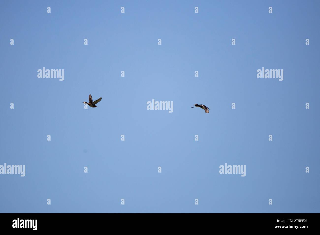 Un paio di anatre dal collo ad anello (Aythya collaris) -- un maschio e una femmina -- che volano attraverso il cielo blu profondo Foto Stock