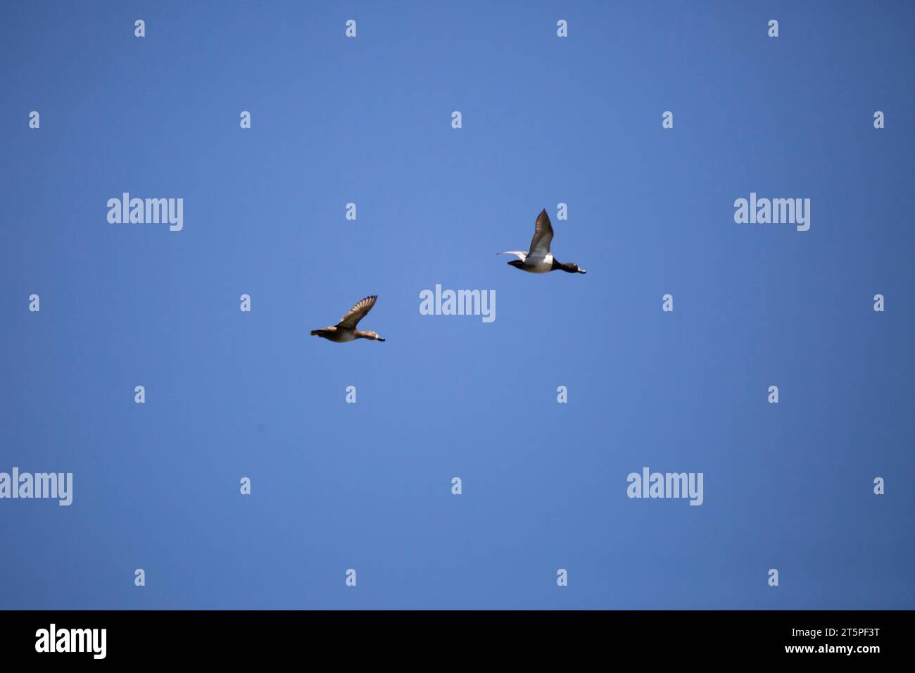 Un paio di anatre dal collo ad anello (Aythya collaris) -- una femmina e un maschio -- che volano attraverso un cielo blu profondo Foto Stock