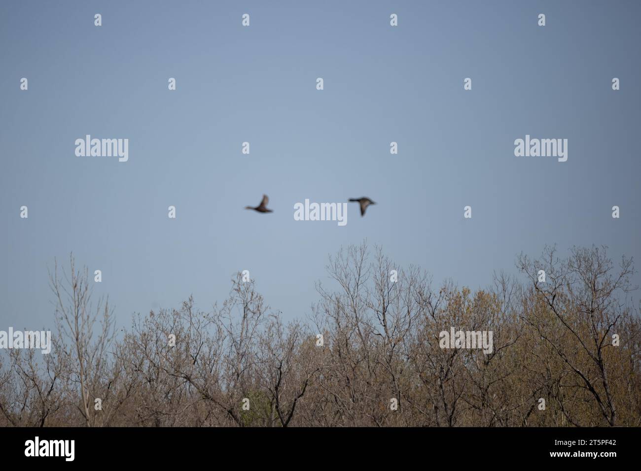 Anatre senza fuoco a collo d'anello (Aythya collaris) che volano attraverso un cielo blu profondo sopra alberi scrub Foto Stock