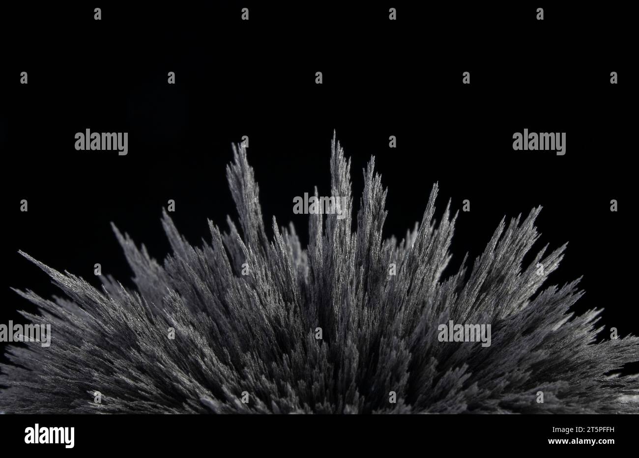 Reazione della polvere di ferro a un magnete forte. Isolato. Visualizzazione del campo magnetico. Punte di ferro in polvere. Foto Stock