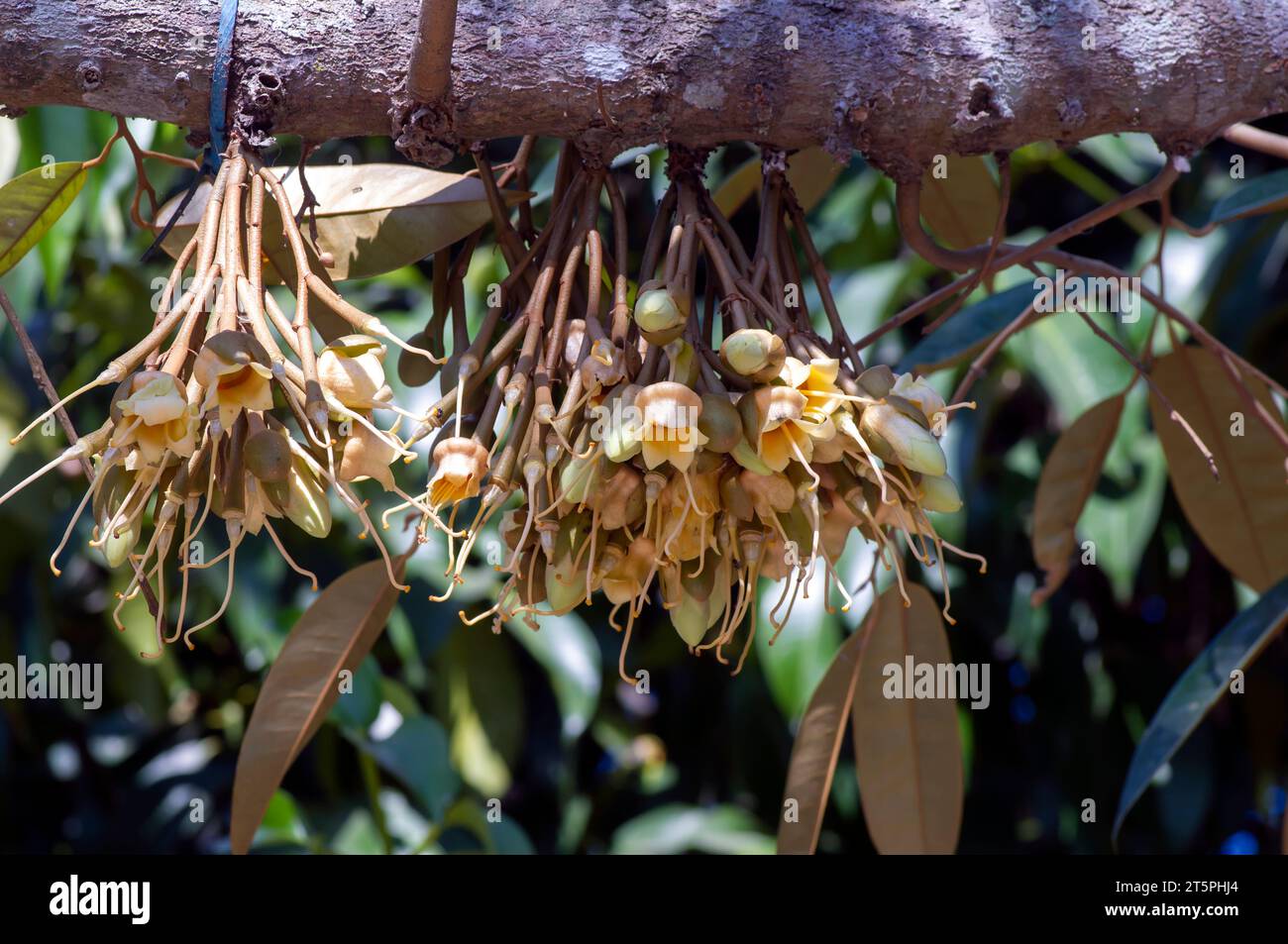 Fiori duriani (Durio zibethinus), re dei frutti, che fioriscono dal ramo dell'albero. Foto Stock Fiori duriani (Durio zibethinus), re dei frutti, che fioriscono dal ramo dell'albero. Foto Stock