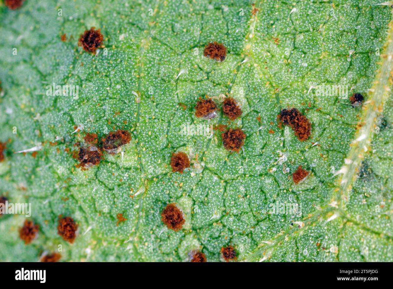 Ruggine di girasole. Spore visibili sotto ingrandimento. Una malattia fungina dei girasoli causata da Puccinia helianthi. Foto Stock