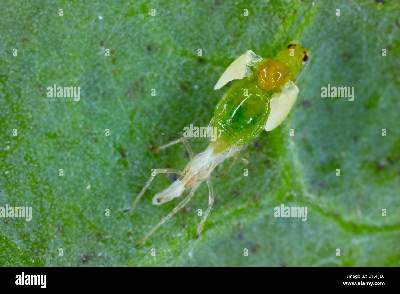 Un afide di pesca verde (Myzus persicae) che eroga la cuticola e si muta dalla fase della ninfa a un adulto, alato individuo ad alto ingrandimento. Foto Stock