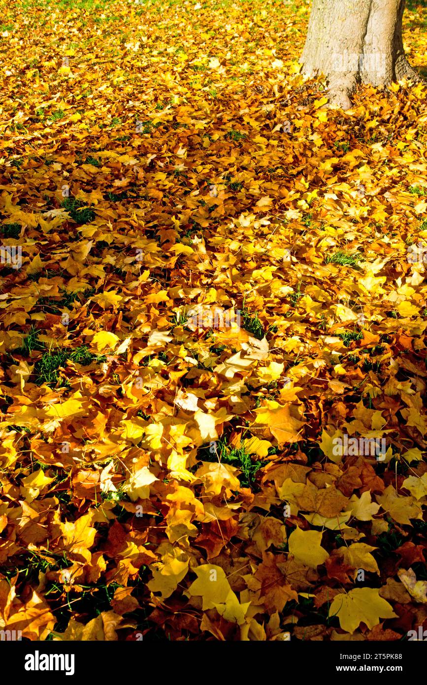 Foglie autunnali a Tree, Yorkshire, Inghilterra Foto Stock