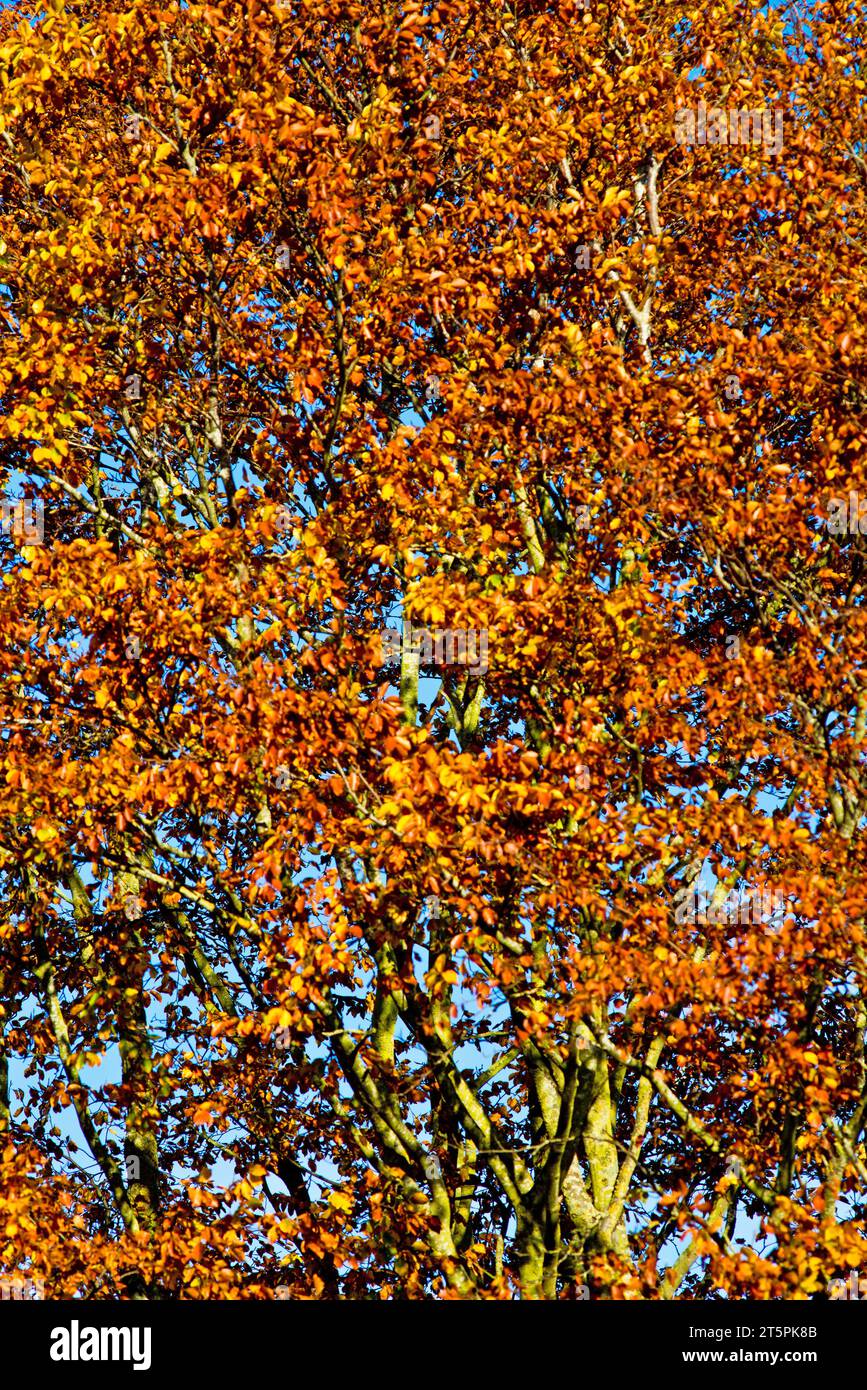 Foglie autunnali a Tree, Yorkshire, Inghilterra Foto Stock