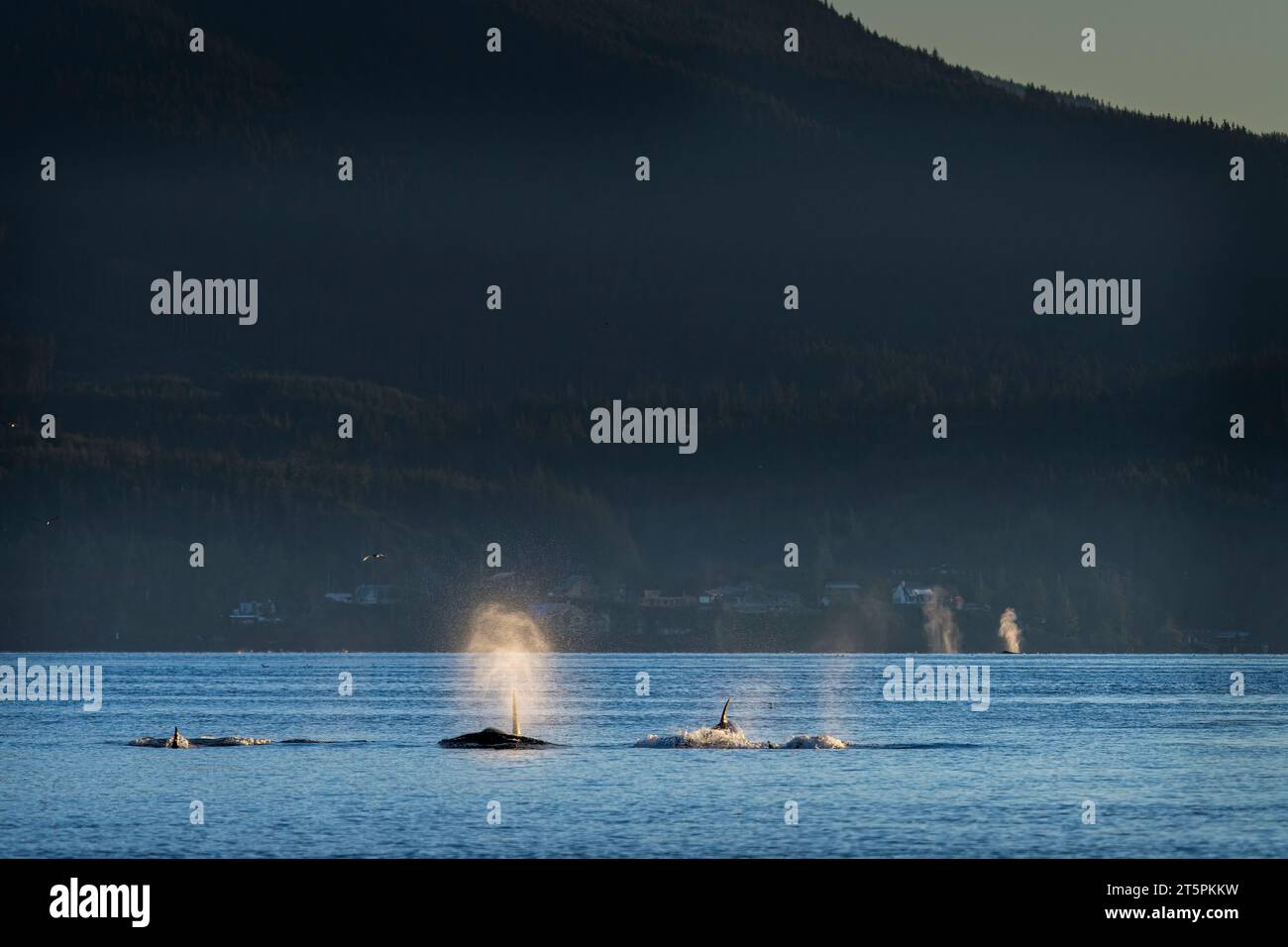 Branco di orche residenti nel nord (orche assassine), A34, nel Weynton Passage con megattere e Telegraph Cove nel backgound, al largo di Vancouver Foto Stock