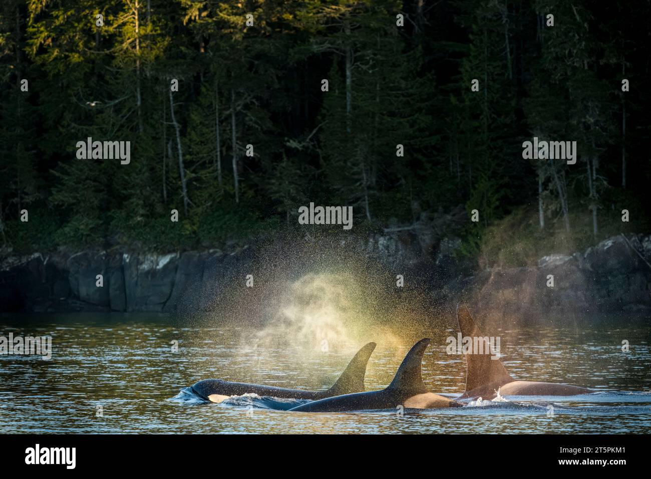 Colpi colorati arcobaleno dalle balene Orca residenti del Nord (balene Killer, Orcinus orca), (A55, A107, forse A34), A434, di passaggio attraverso Weynton passa Foto Stock